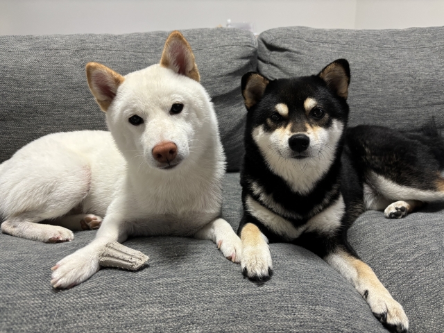 犬や猫と暮らす我が家におすすめのラグを教えて！